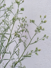 Erigeron canadensis