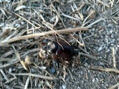 Phyllognathus excavatus