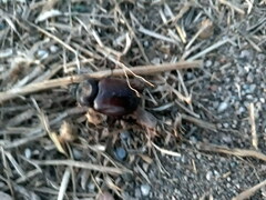 Phyllognathus excavatus