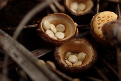 Crucibulum cyathiforme