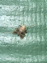 Psectrotanypus dyari