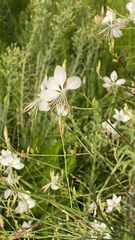 Oenothera lindheimeri