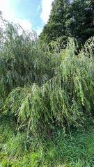 Plantae