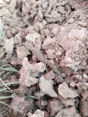 Pachydactylus maculatus