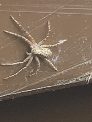 Philodromus aureolus