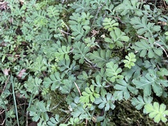 Ellisiophyllum pinnatum