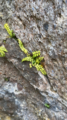Asplenium trichomanes