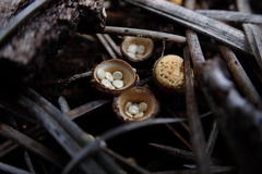 Crucibulum cyathiforme