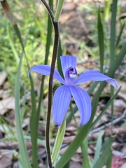 Cyanicula sericea