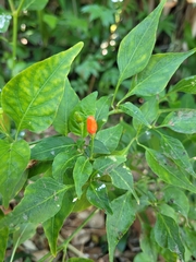 Capsicum frutescens