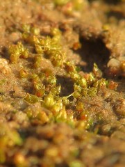Acaulon