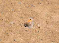 Coenonympha pamphilus