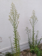 Erigeron canadensis