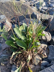 Limonium carolinianum