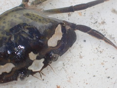Carcinus maenas
