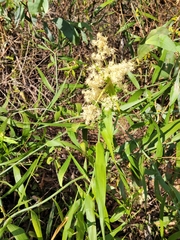 Flagellaria indica