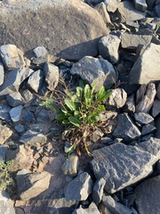 Limonium carolinianum