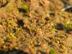 Acaulon