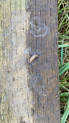 Deroceras reticulatum