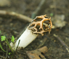 Lysurus habungianus