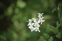 Clematis recta