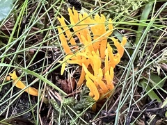 Calocera