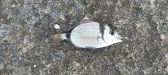 Diplodus vulgaris