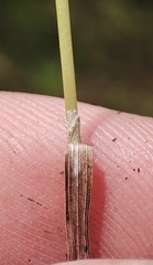 Agrostis