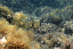 Diplodus vulgaris