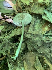 Entoloma fuscosquamosum