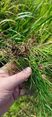 Agrostis