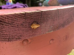 Gloeophyllum sepiarium