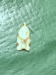 Clepsis peritana