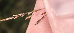 Agrostis
