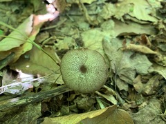 Entoloma fuscosquamosum