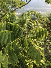 Sapindus mukorossi