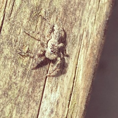Platycryptus undatus
