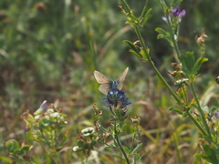 Polyommatus icarus