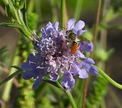 Andrena marginata