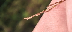 Agrostis