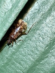 Ozophora picturata