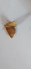 Eulithis testata