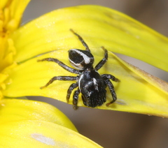 Heliophanus