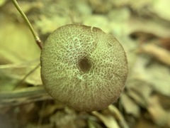 Entoloma fuscosquamosum