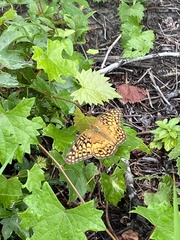 Euptoieta claudia