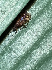 Ozophora picturata