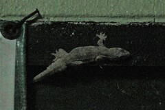 Hemidactylus platyurus