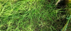 Agrostis