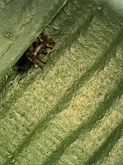 Ozophora picturata