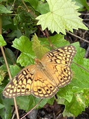 Euptoieta claudia